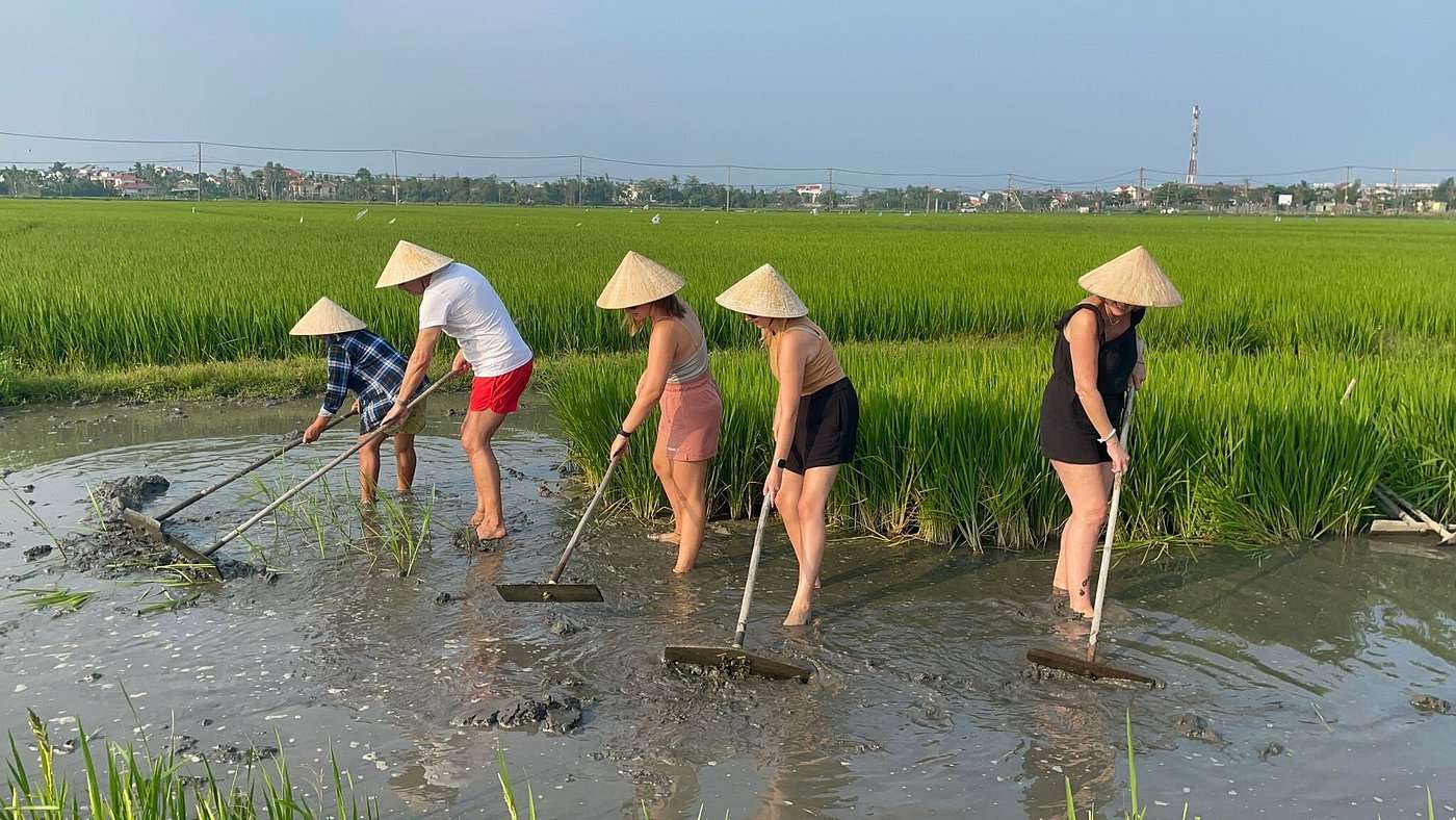 hoi an countryside tour rice fields