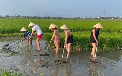 farmer-on-the-rice-field